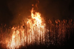 Pożar w Biebrzańskim Parku Narodowym. Strażacy wciąż walczą z ogniem