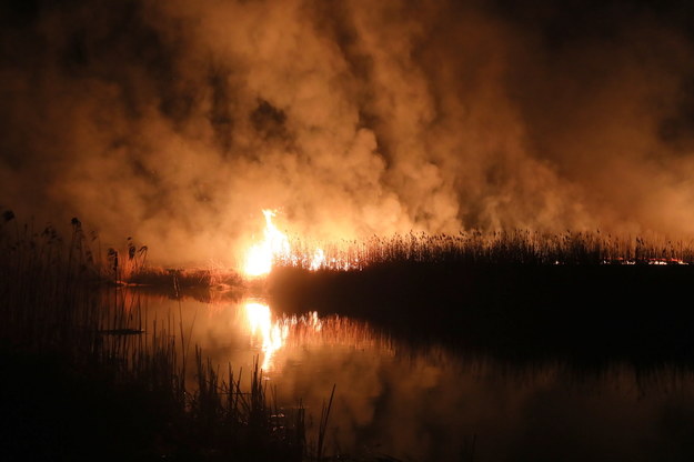 Pożar w Biebrzańskim Parku Narodowym / 	Artur Reszko    /PAP