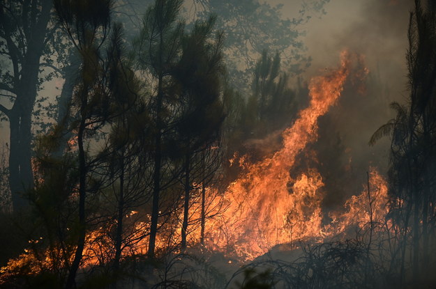 Pożar w pobliżu Louchats /PHILIPPE LOPEZ / POOL /PAP/EPA