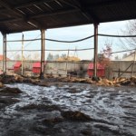 Pożar w stadninie koni pod Krakowem. Sprawcami dwaj 14-latkowie?