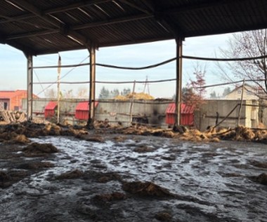 Pożar w stadninie koni pod Krakowem. Sprawcami dwaj 14-latkowie?