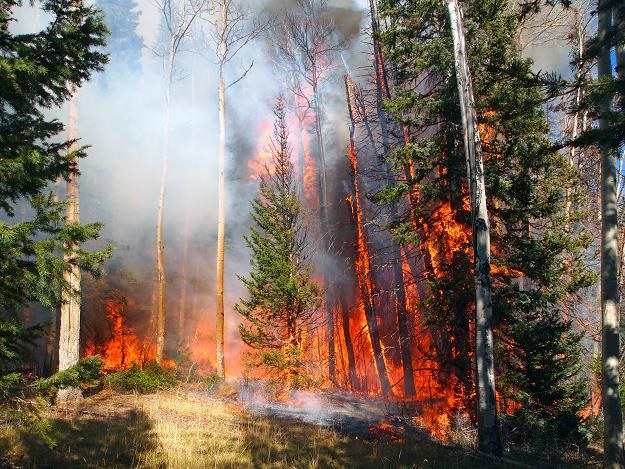 Pożar zawsze niesie ogromne straty dla gospodarki leśnej /&copy;123RF/PICSEL
