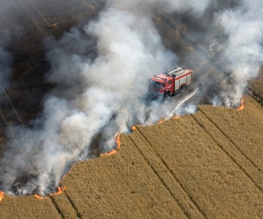 Pożar zboża na pniu w Wielkopolsce. Około 60 hektarów w ogniu 