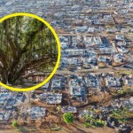 USA Pożar zniszczył słynne drzewo liczące 150 lat. Teraz jego liście się zazieleniły