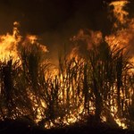 Pożary i zmiany klimatu mogły zapoczątkować rolnictwo w neolicie