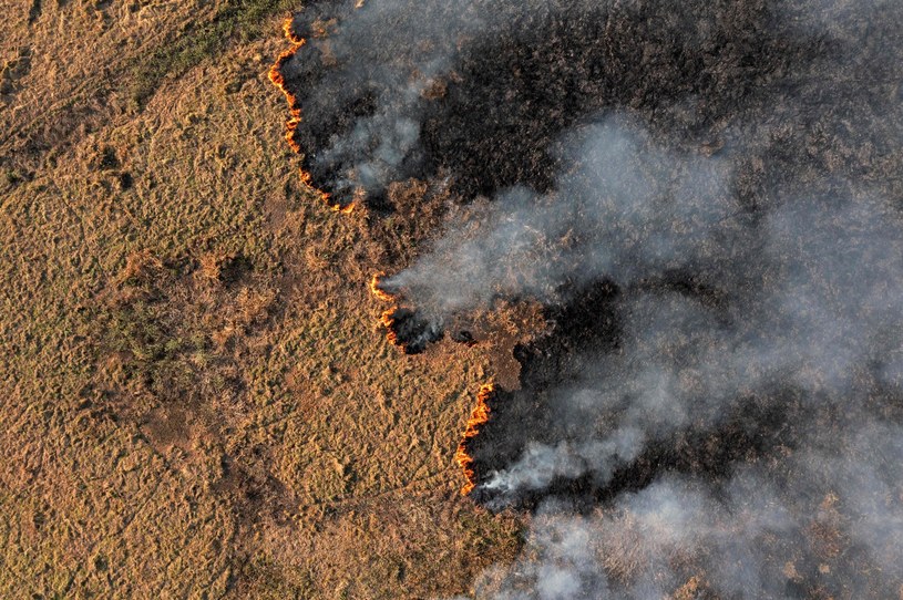 Pożary lasów nękają już prawie każdy kontynent /CARL DE SOUZA /AFP