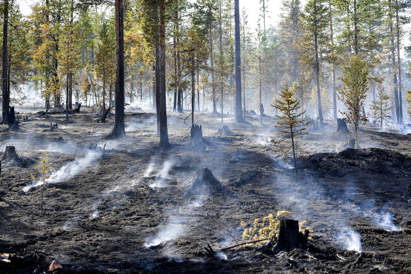 Pożary lasów w Szwecji są spowodowane nietypowymi temperaturami i małą ilością opadów /MAJA SUSLIN   /PAP/EPA
