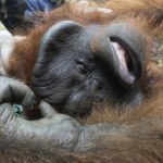 Indonezja Pożary podsycone przez El Nino zniszczyły dom orangutanów. Mogą wymrzeć