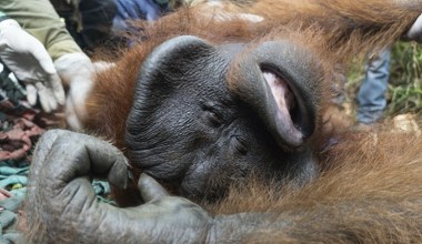 Pożary podsycone przez El Nino zniszczyły dom orangutanów. Mogą wymrzeć