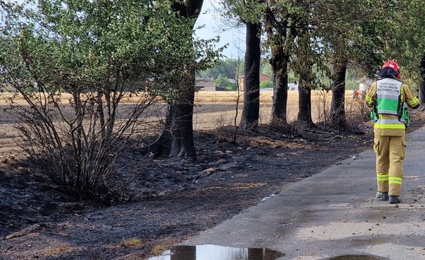 Pożary pól w Wielkopolsce. Straż pożarna podaje dane