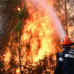 Belgia Pożary szaleją w Europie. Komisja: Oto zwierzęta zdolne je powstrzymać