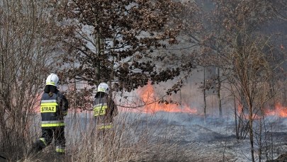 Pożary traw kosztują Polskę ponad 20 mln zł rocznie