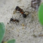 Pozbądź się mrówek z ogrodu. Oto naturalne sposoby