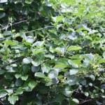 Pozbądź się tej rośliny. "Zabójcze pnącze" będzie zakazane w Polsce