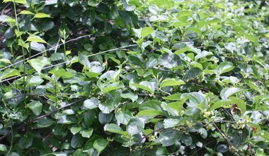 Pozbądź się tej rośliny. "Zabójcze pnącze" będzie zakazane w Polsce