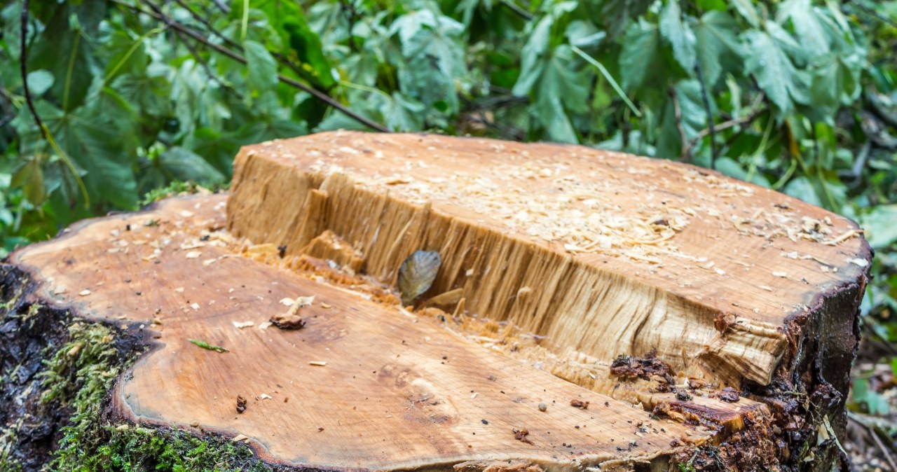 Pozbycie się pnia za pomocą biologicznej metody jest bezpieczne dla środowiska