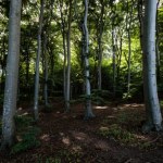 Poziom stresu obniża się po 20 minutach. Japończycy wiedzą od wieków