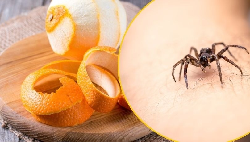 Poznaj cytrusowy sposób na pająki /Shutterstock