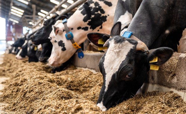 Poznaj najpiękniejszą wśród krów. Waży ponad tonę