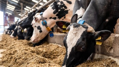 Poznaj najpiękniejszą wśród krów. Waży ponad tonę