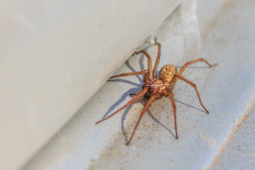 Poznaj proste triki na pozbycie się pająków z domu /123RF/PICSEL