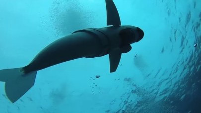 Poznaj SoFi - specjalnego "rybiego robota", który pomaga w badaniu oceanu