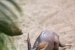Poznajcie młodego mrównika z wrocławskiego zoo