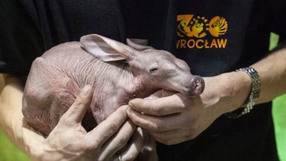 Poznajcie młodego mrównika z wrocławskiego zoo