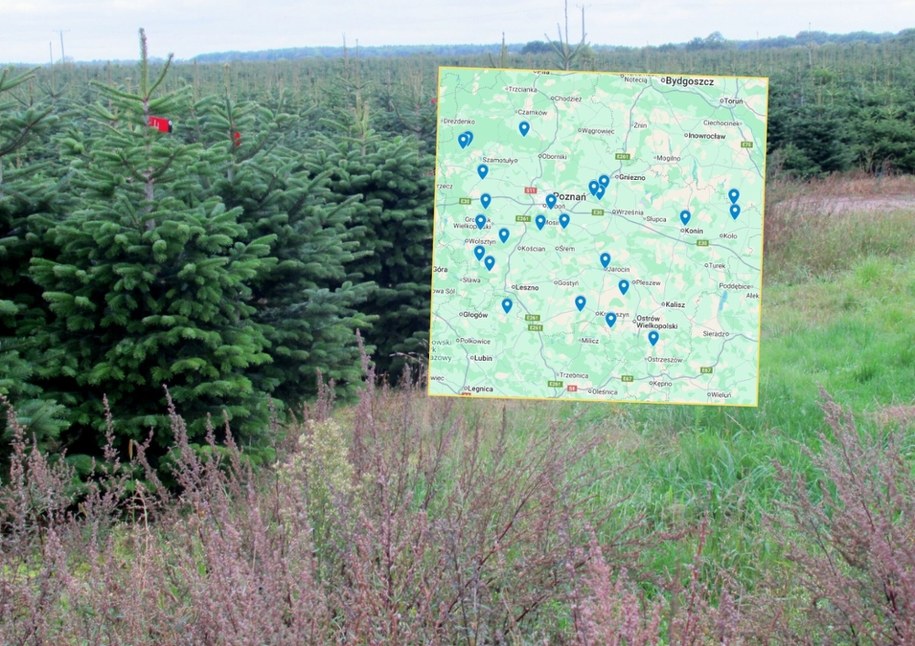 Poznań: Gdzie samodzielnie ściąć choinkę? Jest mapa z lokalizacjami /Marek Bazak, Zofia Bazak /East News