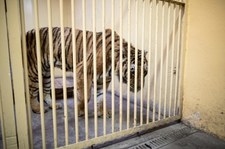 Poznań: Kwarantanna w zoo w związku z obecnością tygrysów