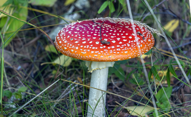 Poznań: Ponad 20 przypadków zatrucia grzybami