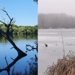 Poznań Poznań w rozpaczy. Wycięto jedno z najsłynniejszych drzew