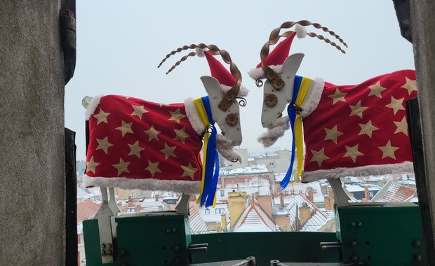 Poznańskie koziołki "trykają się" w świątecznych ubraniach