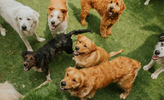 Poznańskie schronisko pomogło ukraińskim psom