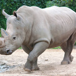 Poznańskie zoo ma nowego mieszkańca. To Emilka - nosorożec biały