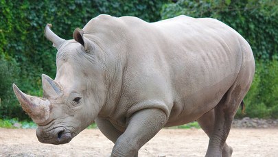 Poznańskie zoo ma nowego mieszkańca. To Emilka - nosorożec biały