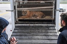 Poznańskie zoo o stanie uratowanych tygrysów