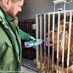​Poznańskie zoo pomaga zwierzętom z Ukrainy. Spod Kijowa ewakuowano 16 zwierząt