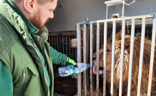 ​Poznańskie zoo pomaga zwierzętom z Ukrainy. Spod Kijowa ewakuowano 16 zwierząt