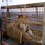 Poznańskie zoo: Stan czterech tygrysów wyraźnie się poprawił