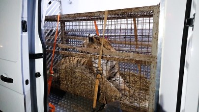 Poznańskie zoo: Stan czterech tygrysów wyraźnie się poprawił