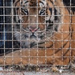 Poznańskie zoo: W niedzielę pięć tygrysów pojedzie do Hiszpanii
