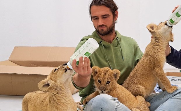 Poznańskie ZOO wystawiło na licytację WOŚP butelki, którymi karmione były ukraińskie lwy