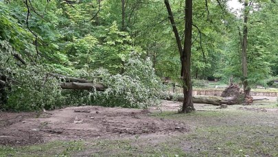 Poznańskie zoo zamknięte w sobotę przez silny wiatr