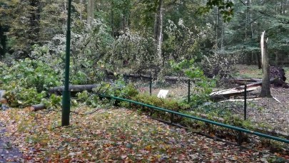 Poznańskie zoo zniszczone po wichurach. "Wszystkie zwierzęta były przerażone"