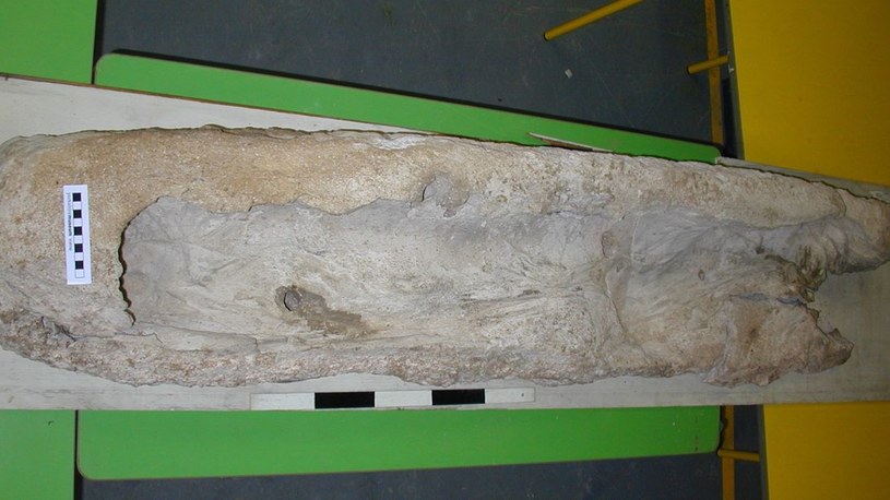 Pozostałości płynnego gipsowego pochówku z długiej i wąskiej kamiennej trumny. Gipsowe zagłębienie ujawnia, że ​​ciało było kiedyś zawinięte w płótno, a odlany gips nie zakrywał stóp /York Museum Trust/CC BY-SA 4.0 /materiały prasowe