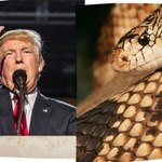 Pozwali administrację Donalda Trumpa. Powodem jest rzadki wąż