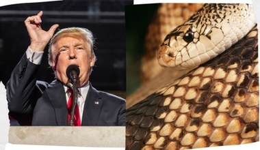 Pozwali administrację Donalda Trumpa. Powodem jest rzadki wąż