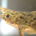 Pozwolenie na żaby szponiaste. Zagrażają polskiej naturze