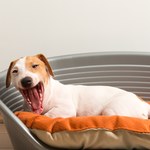 Pozycje psa podczas snu. Pies leży w ten sposób? Zobacz, co to oznacza